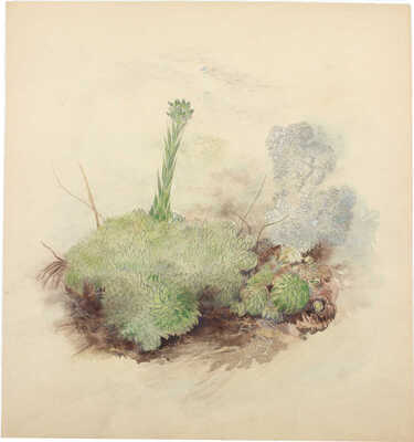 Тарханов Михаил Михайлович. Заячья капуста